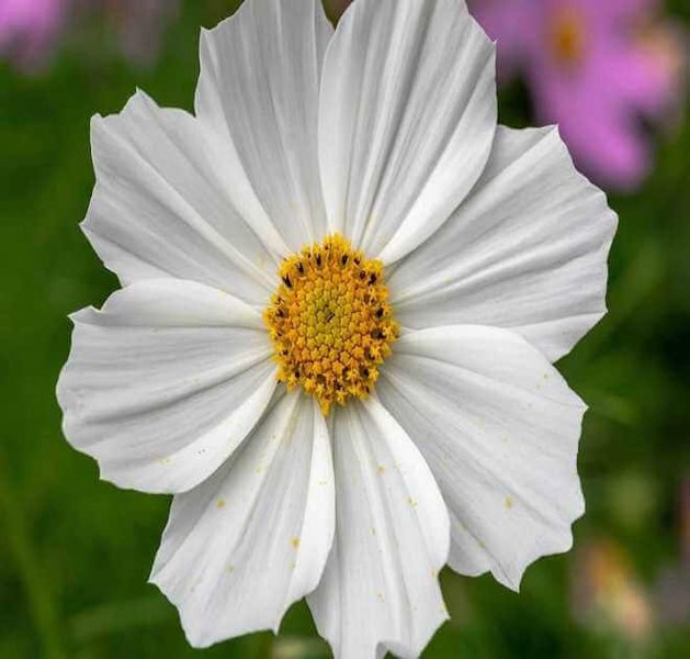 rubenza cosmos