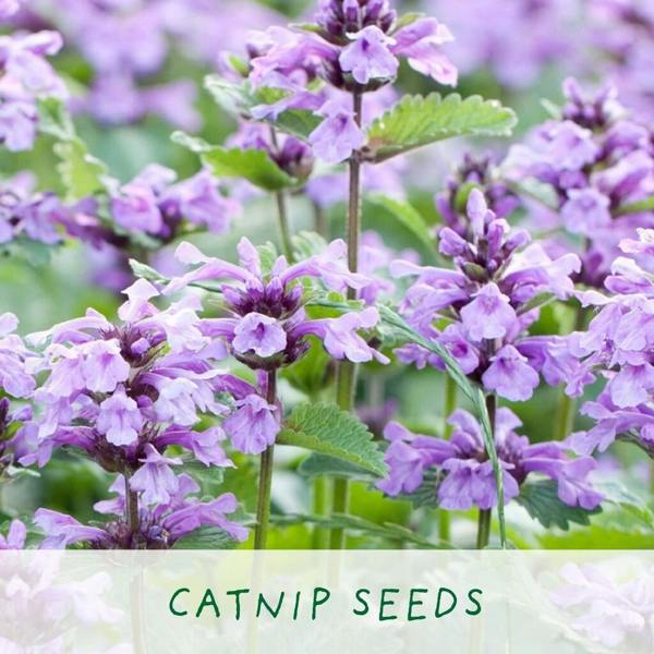 Cat Lovers Eco Grow Your Own Plant Kit - close-up detail