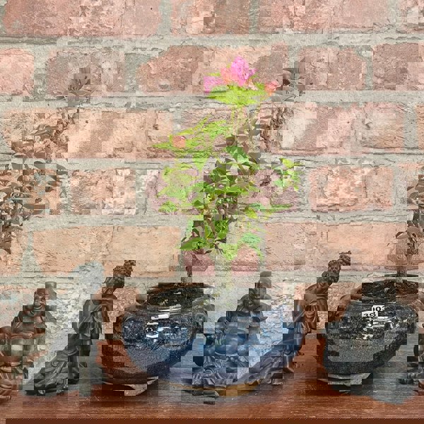 Yorkshire Bonsai Bougainvillea Bonsai Tree - In 15cm Pot