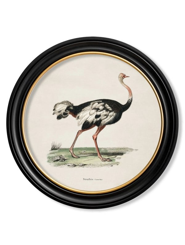 Exceptional Art c.1846 Ostrich - Round Frame