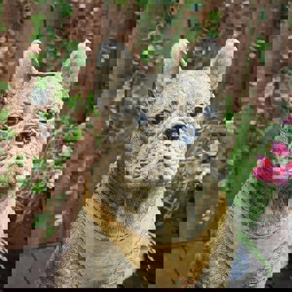 Pair of Life Size French Bulldog Statues