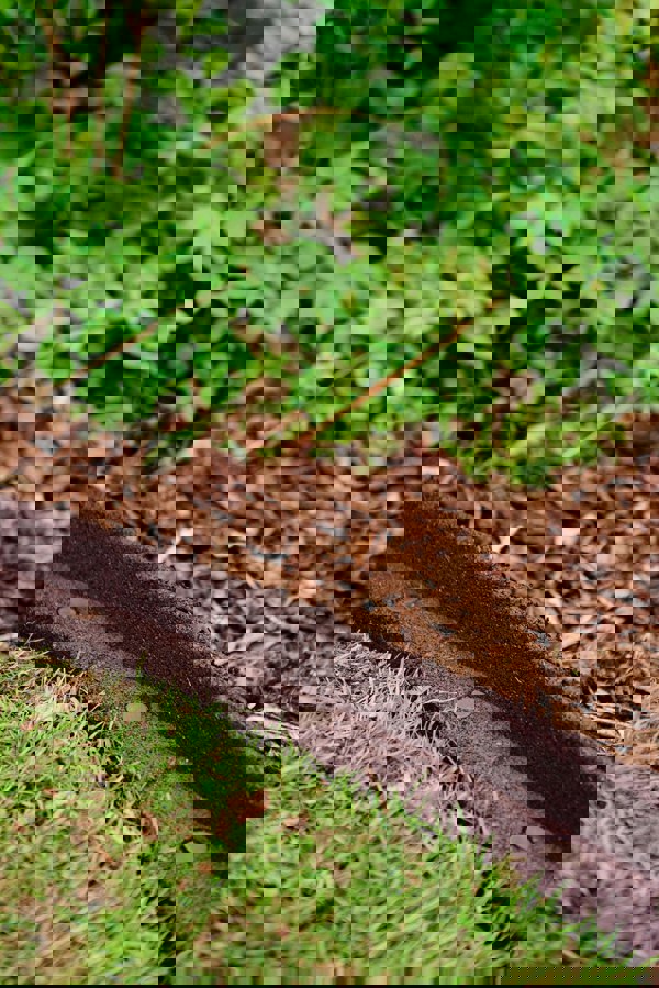 FlexiBorder Brown FlexiBorder