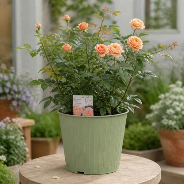 5L Rose Many Happy Returns Peach Rose Bush - Beautiful Flowering Garden Plant - Metal Green Vertical