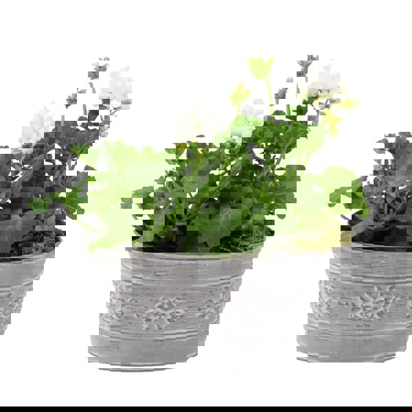 Geranium White in Leafy Vine Metal Trough Plants By Post
