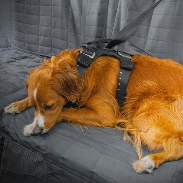 EzyDog Drive Car Harness