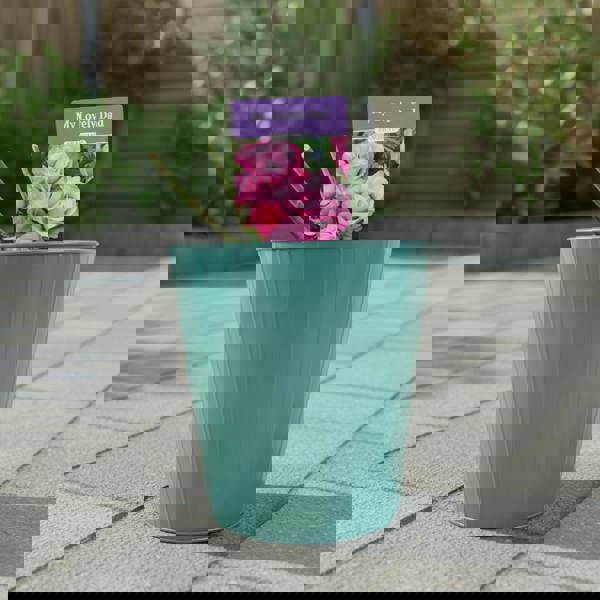 Wedding Bells Rose - Plants By Post