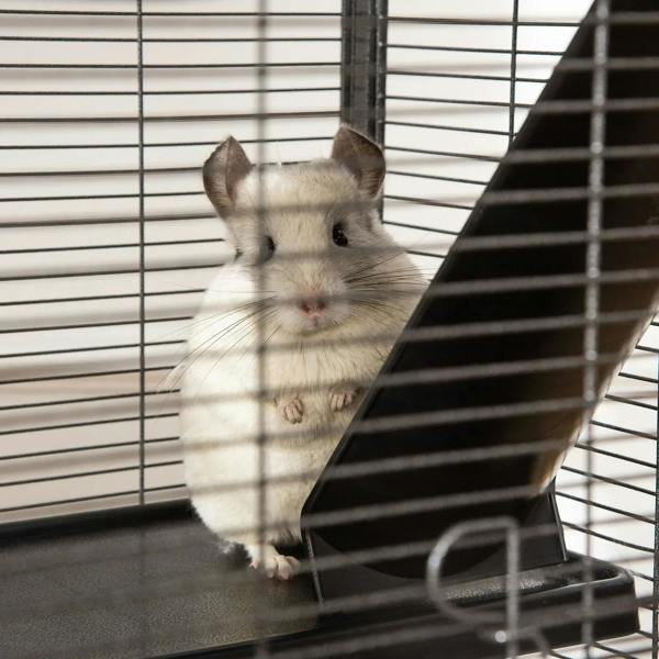Chinchilla standing on platform inside a silver wire small animal cage with ramp