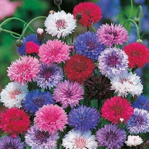 cornflower_seeds_tallmix