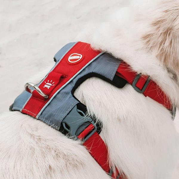 EzyDog X-Link Dog Harness in Red