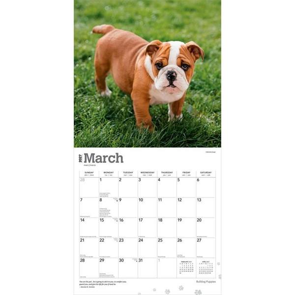 Bulldog Puppies Calendar 2027, Wall Calendars, Month To View, Dogs, Gift