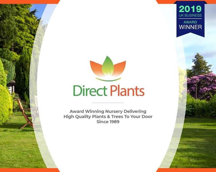 Direct Plants Prunus Damson Merryweather Plum Fruit Tree 5-6ft Supplied in a 7.5 Litre Pot