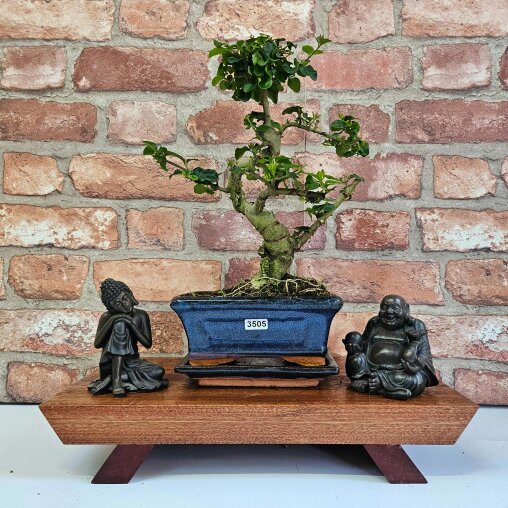 Yorkshire Bonsai Chinese Privet (Ligustrum Sinense) Bonsai Tree | Shaped | In 15cm Pot - 3505