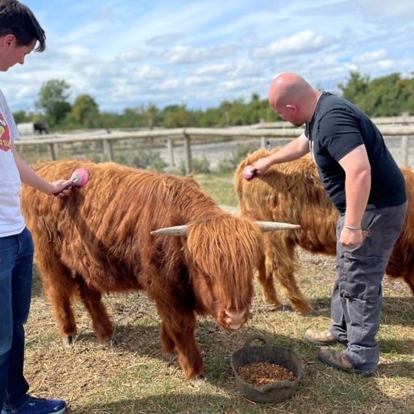 Virgin Experience Days Meet and Greet a Highland Cow for Two