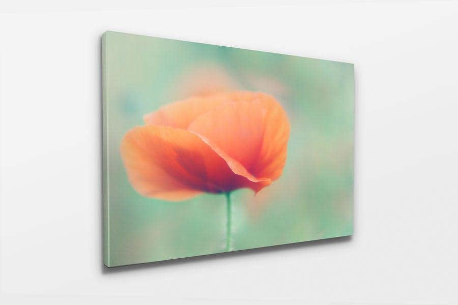 red poppy canvas print