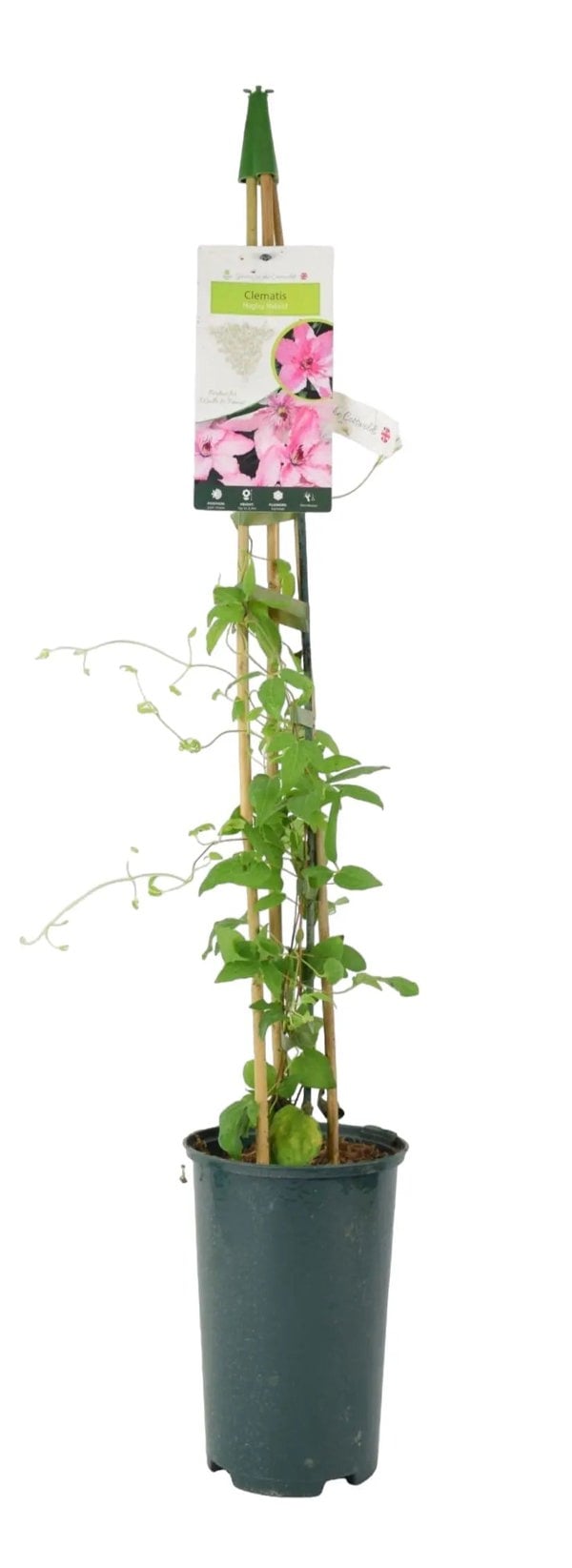 Clematis Hagley Hybrid 3L Pot