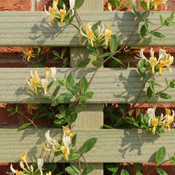 3 pack trellis premier vogue [w.6ft x h.3ft] 1
