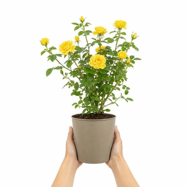 3L Yellow Patio Rose Outdoor Flowering Plant in Decorative Pot