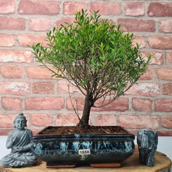 Yorkshire Bonsai Brush Cherry (Syzygium) Bonsai Tree | Broom | In 20cm Pot