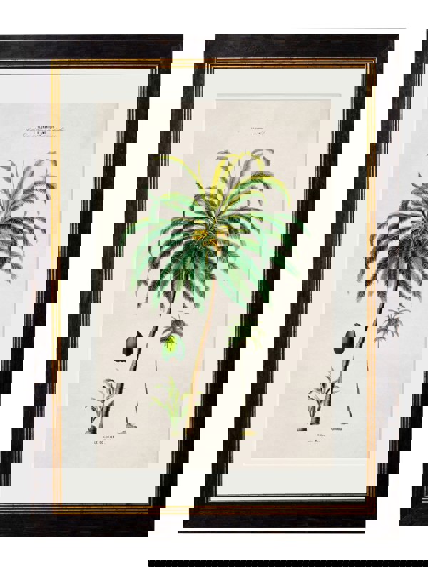 Exceptional Art c.1843 Studies of South American Palm Trees