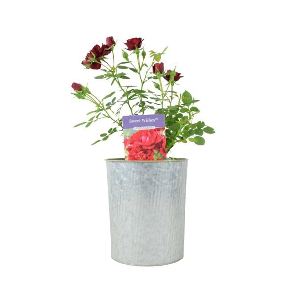 Rose Sweet Wishes – 4L Pot – Fragrant Pink Hybrid Tea Rose for Garden Borders Plants By Post