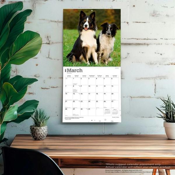 Border Collies Calendar 2027, Wall Calendars, Month To View, Dogs, Gift