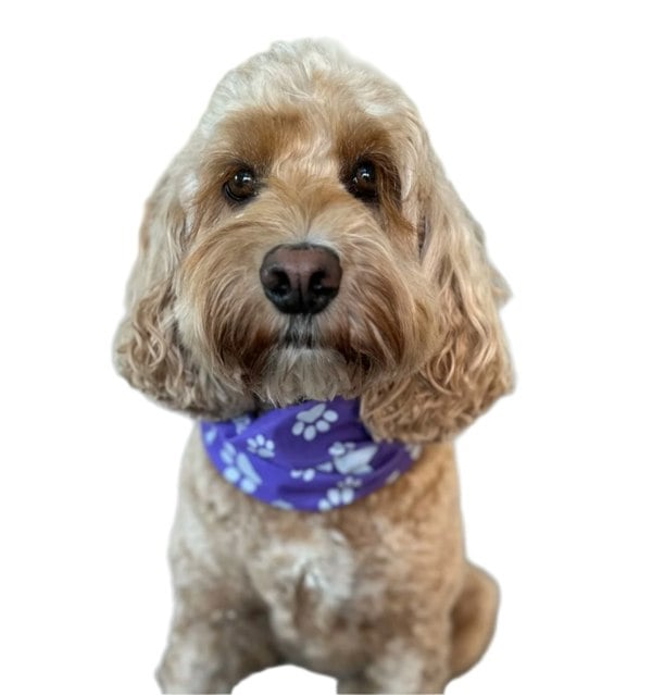 RUFFNEK Reflective Purple Dog Snood Scarf/Bandana