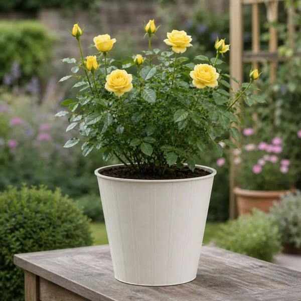 5L Rose Anniversary Wishes Yellow Rose Bush - Beautiful Flowering Garden Plant