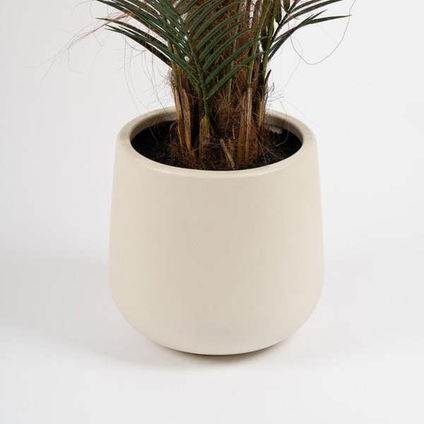 Scottish Everlastings 125cm Palm Tree in White Pot