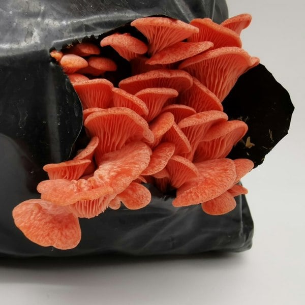 Urban Farm-It Pink Oyster Mushroom Growing Kit