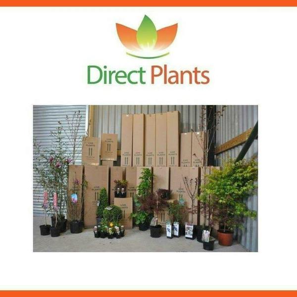 Direct Plants 5 Mixed Apple Fruit Trees 4-5ft Tall By Direct Plants