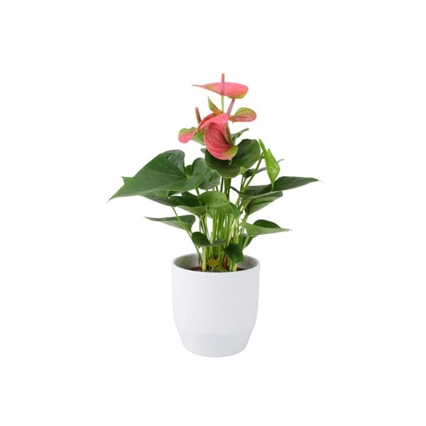 Anthurium Pink Flamingo Flower 12cm