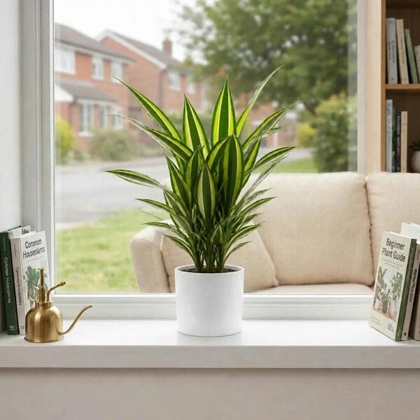 Dracaena Lemon Lime Dragon Tree – Vibrant Variegated Green and Yellow Indoor Houseplant - Sofia Glossy White Ceramic