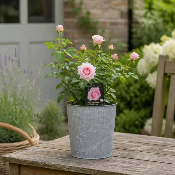 3L Happy Silver Wedding Light Pink Rose Bush - Beautiful Flowering Plant Gift