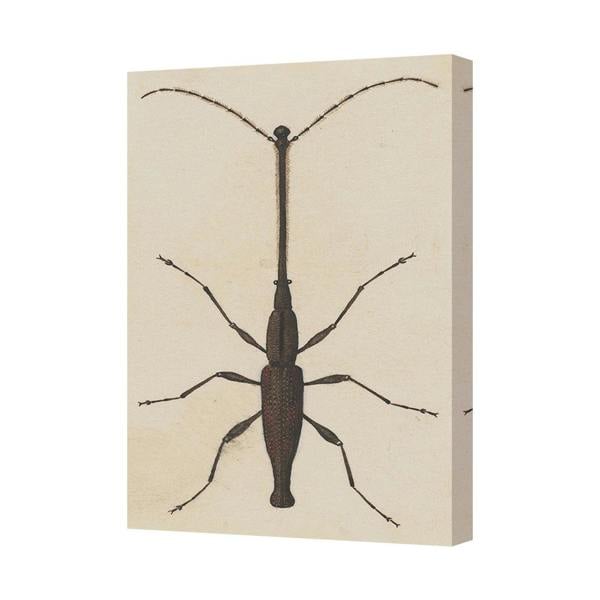 Benjamin Tate Design Beetle Insect Wall Art Canvas Print With Gallery Wrapped Frame