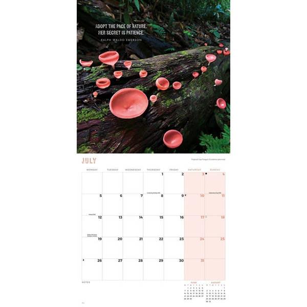 Marvellous Mushrooms Calendar 2027, Wall Calendars, Month To View, Natural World, Gift