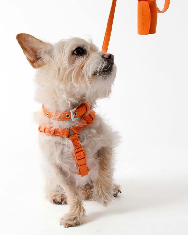 Barc London Mandarin Orange Dog Harness