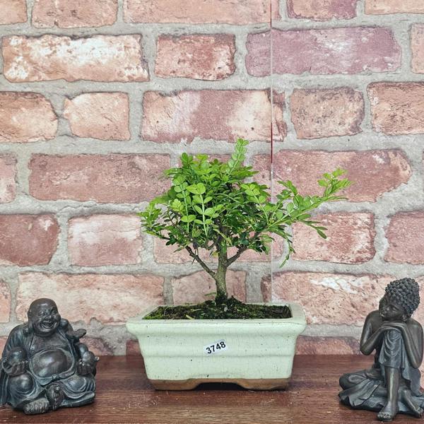 Yorkshire Bonsai Chinese Pepper (Zanthoxylum Pipertum) Bonsai Tree | Broom | In 20cm Pot