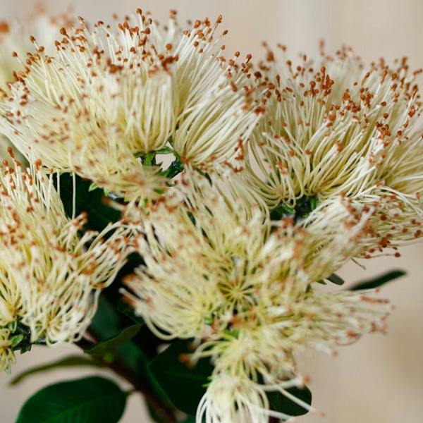Wyld Haus Set of 3 Artificial Flowers Cream Protea Nitida Stems
