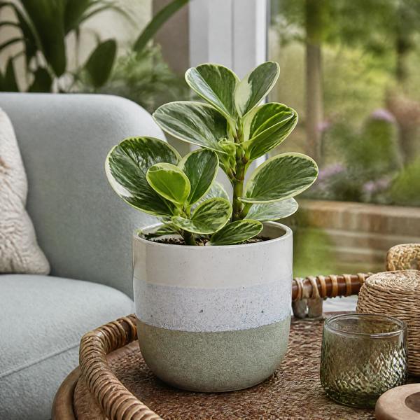 Peperomia Obtusifolia Variegated Radiator Plant 12cm Pot Plants By Post