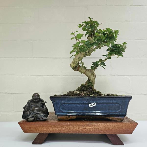 Yorkshire Bonsai Chinese Privet (Ligustrum Sinense) Bonsai Tree | Shaped | In 25cm Pot