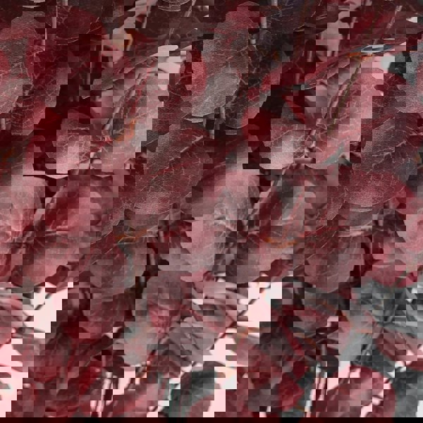 Leaf 100cm Artificial Eucalyptus Foliage Burgundy