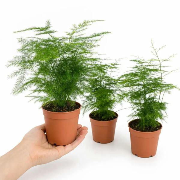 Asparagus Setaceus Lace Fern 12cm Pot Plants By Post
