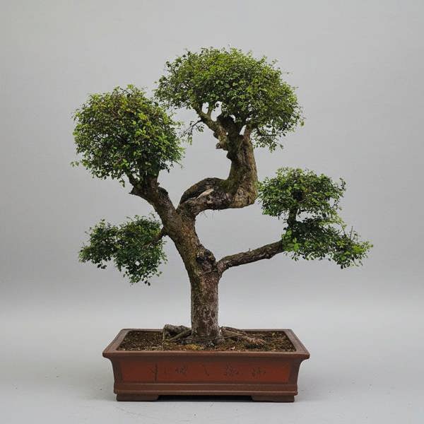Yorkshire Bonsai Large Chinese Elm (Ulmus Parvifolia) Bonsai Tree | Shaped Style | Height 110cm | In 60cm Pot | 5282