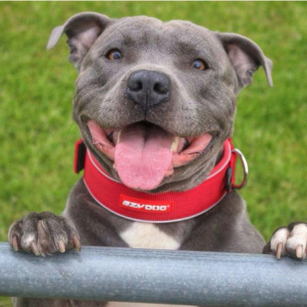 EzyDog Neo Wide Dog Collar in Red