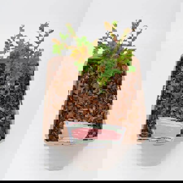 Rose My Mum Bush 5.5L