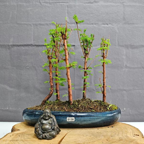 Yorkshire Bonsai Dawn Redwood (Metasequoia) Bonsai Tree Forest | Upright | In 30cm Pot
