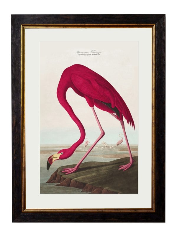 Exceptional Art c.1838 Audubon's Birds of America