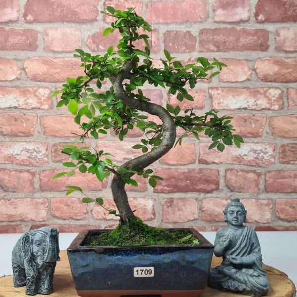 Chinese Elm (Ulmus Parvifolia) Bonsai Tree | Shaped | In 15cm Pot