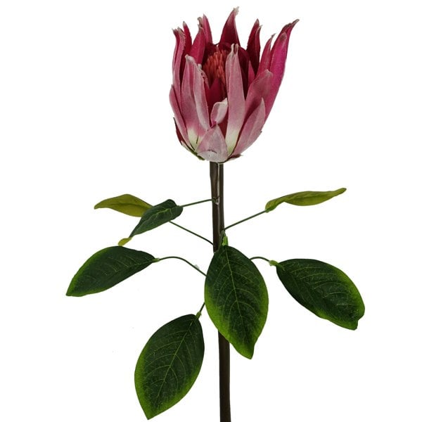 Leaf Pack of 6 x 65cm Protea Sugarbush Flower Stem - Pink