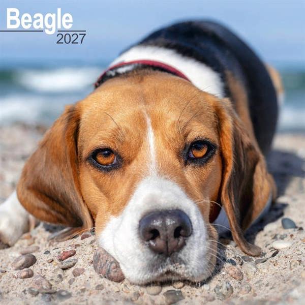 Beagle Calendar 2027, Wall Calendars, Month To View, Dogs, Gift